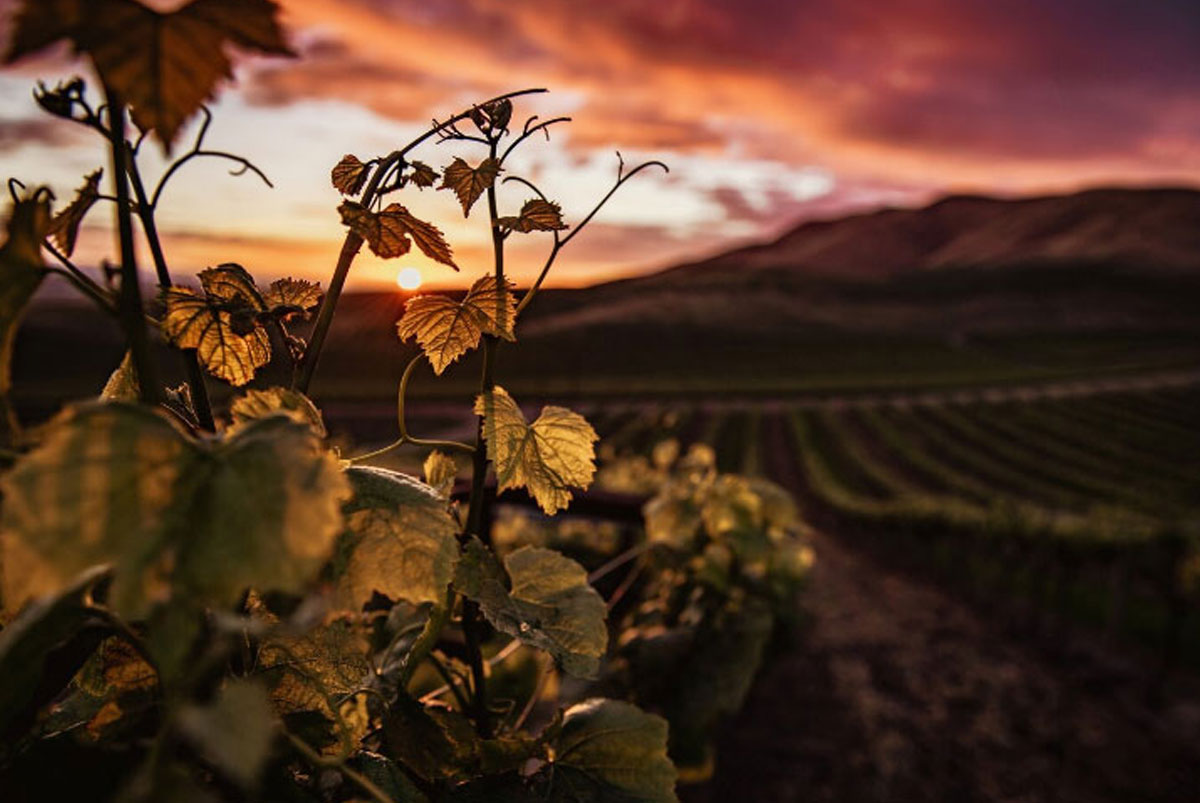 vinhos primavera